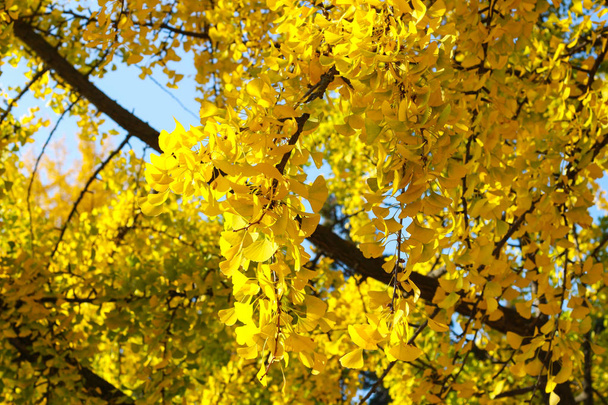 Hermoso árbol de ginkgo amarillo en el parque natural, paisaje otoñal
. - Foto, Imagen