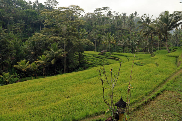 Terasová rýžová pole v blízkosti chrámu Gunung Kawi a pohřebního komplexu, Tampaksiring, Bali, Indonésie  - Fotografie, Obrázek
