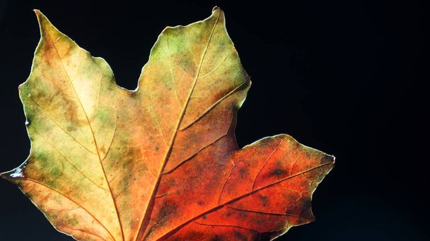 Nahaufnahme eines hinterleuchteten Blattes im Herbst vor schwarzem Hintergrund - Foto, Bild