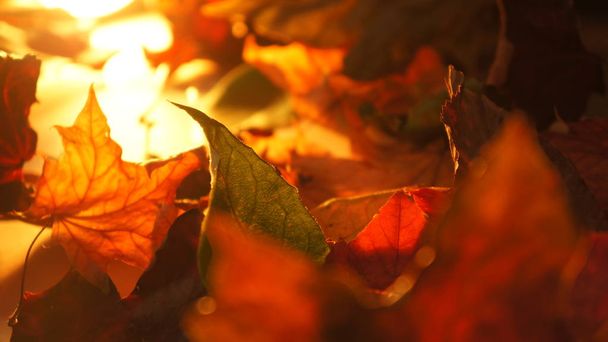 Abstract Closeup of Various Autumn Fall Leaves in Evening Light Background - Photo, Image