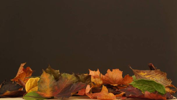 Varias hojas coloreadas de otoño / otoño representadas sobre un fondo de textura oscura
. - Foto, Imagen
