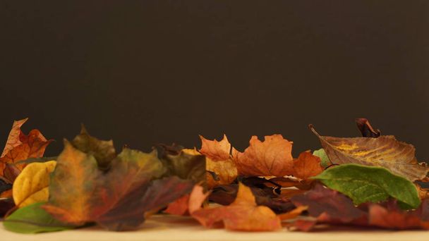 Diverse herfstbladeren tegen een donkere achtergrond - Foto, afbeelding