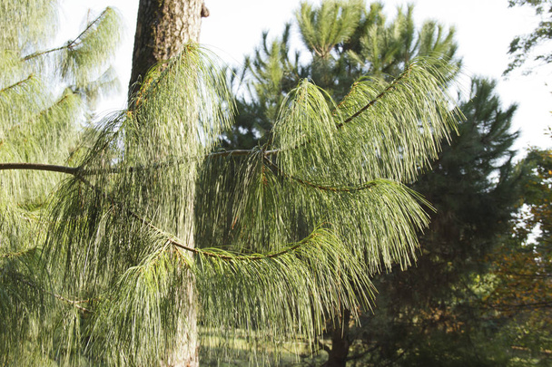 Płacząca sosna meksykańska Pinus patula - Zdjęcie, obraz