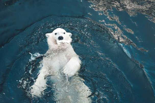 Eisbär schwimmt in kaltem blauem Wasser und hält Futter im Maul. Nahaufnahme eines schwimmenden weißen Bären, der in die Kamera blickt. - Foto, Bild