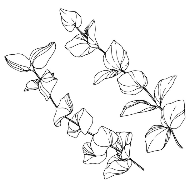 Vektorblätter von Eukalyptusbäumen. Schwarz-weiß gestochene Tuschekunst. Isoliertes Eukalyptus-Illustrationselement. - Vektor, Bild