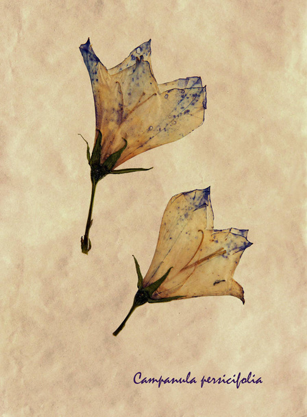 Campanula persicifolia em herbário
 - Foto, Imagem