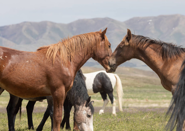 chevaux sauvages au printemps dans le désert de l'Utah - Photo, image