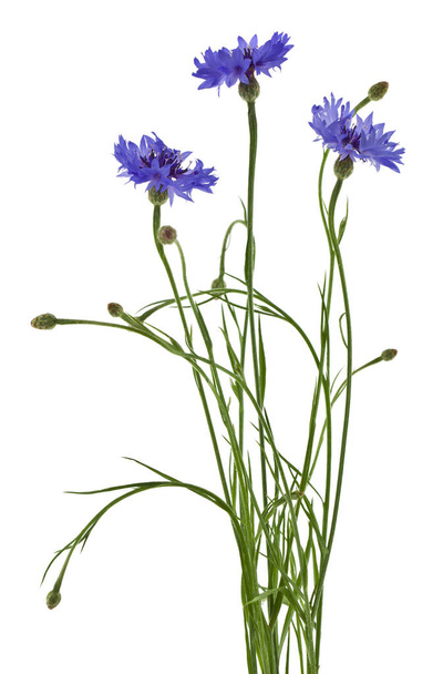 Blue cornflowers flowers Isolated on a white background. - Foto, imagen