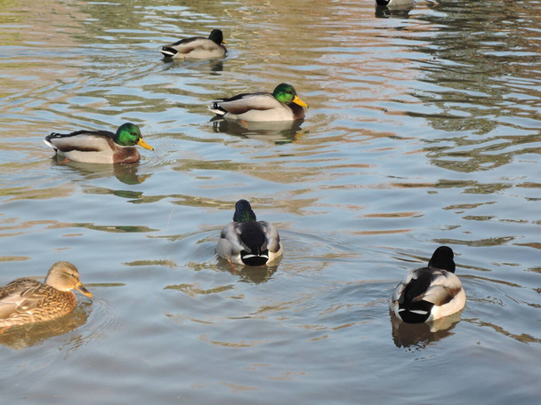 Sonbahar parkında gölette yüzen ördekler. Vahşi ördekler, drake, kuş, vahşi kuş, küçük kuş, gölde ördek - Fotoğraf, Görsel