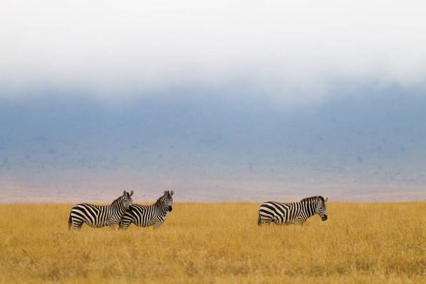 Zebry na kráteru chráněné oblasti Ngorongoro, Tanzanie - Fotografie, Obrázek