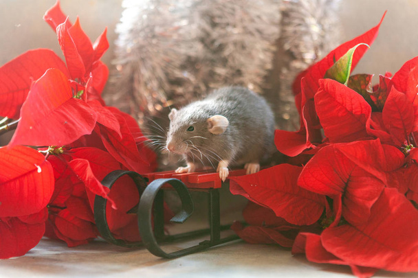 Cute little grey rat, mouse sitting on red sledges with poinsett - Foto, imagen