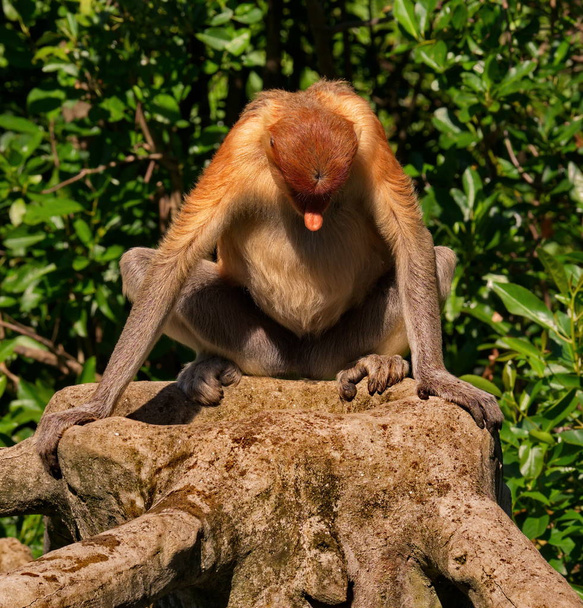 Malasia. El mono de nariz larga o kahau (lat. Nasalis larvatus) una especie de primates de la subfamilia de monos de cuerpo delgado en la familia de los monos. Distribuida exclusivamente en la isla de Borneo
 - Foto, imagen