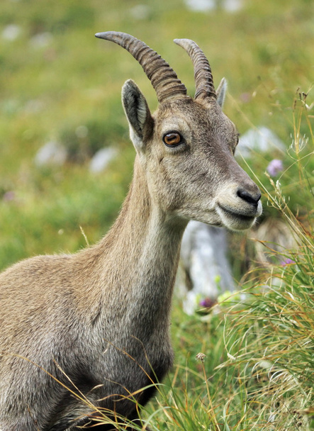 Wild alpine ibex - steinbock portrait - Foto, Bild