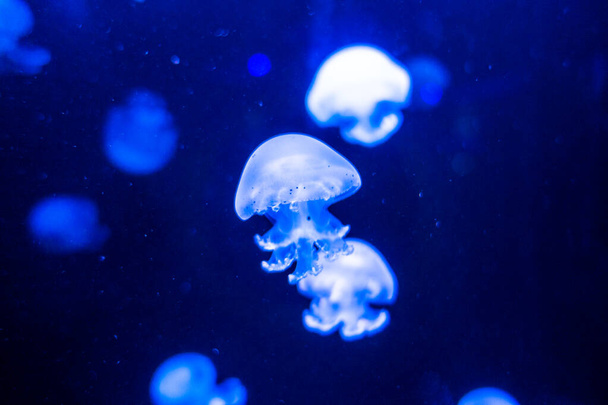 Cannonball jellyfish Stomolophus meleagris on blue background - Fotó, kép
