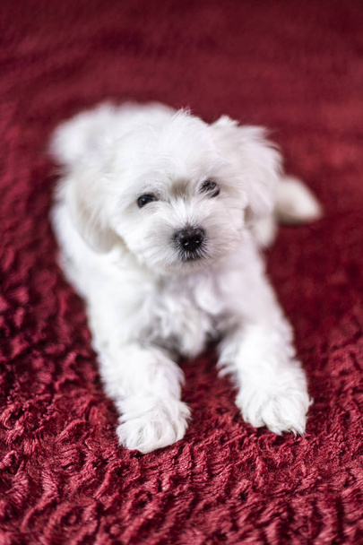 Lindo cachorro maltés pequeño acostado en la cama
 - Foto, Imagen