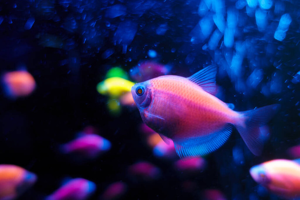 Glofish tetrnectia genetically modified fish - Zdjęcie, obraz