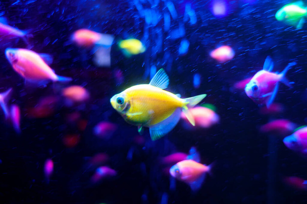 Glofish tetrnectia genetically modified fish - Zdjęcie, obraz