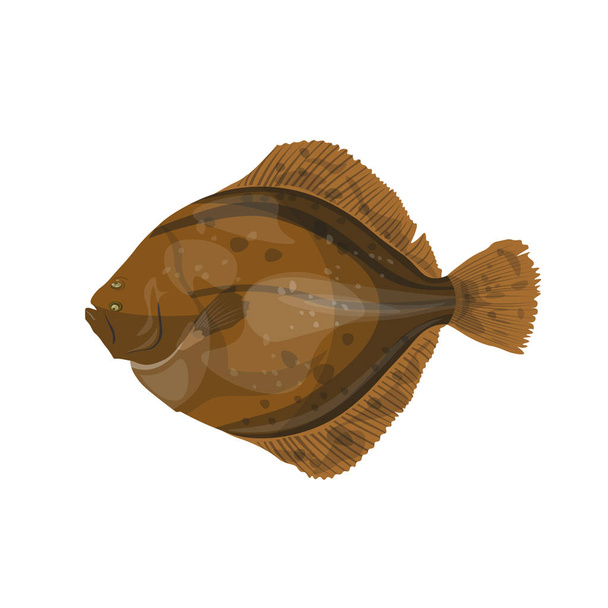 Flounder fish, vector illustration in flat style - Вектор,изображение