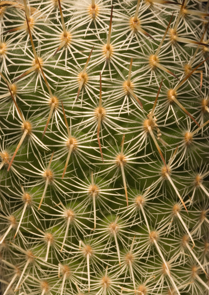 Cactus Close-Up - Photo, image
