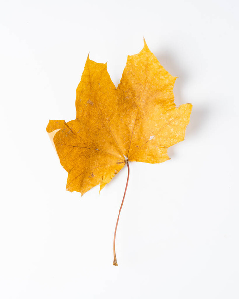 Colorful autumn leaves. Dry maple leaves on a white background. - Foto, immagini