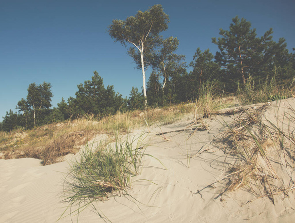 trees growing on a sandy dune - Photo, image