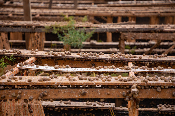 Schnecken während der Fütterung in privater Schneckenfarm, Tschechische Republik - Foto, Bild
