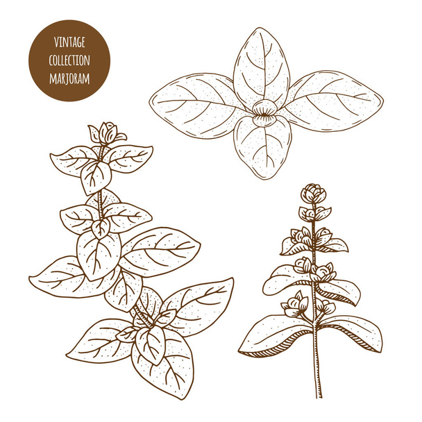 Marjoram. Vector hand drawn set of cosmetic herbs and plants iso - Wektor, obraz