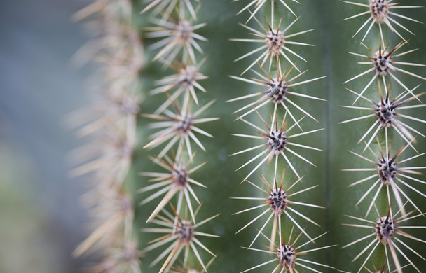 Close-Up Of A Cactus - Photo, Image