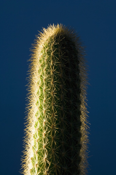 Cactus - Zdjęcie, obraz