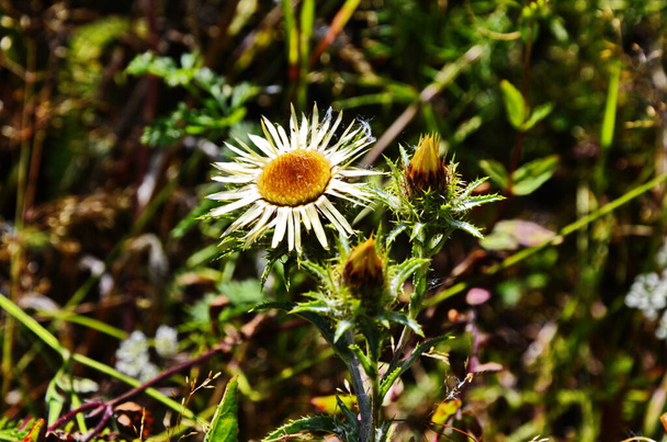 Carlina biebersteinii plant at field at nature. - Photo, Image