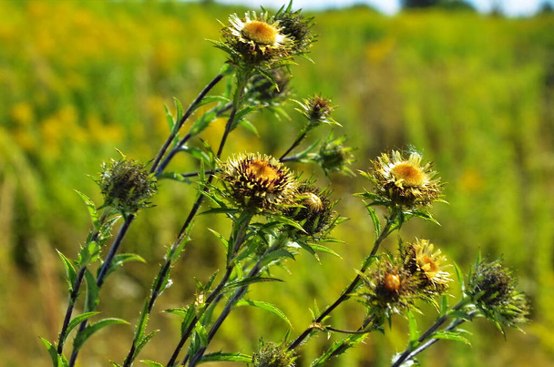 Carlina biebersteinii plant at field at nature. - Photo, Image
