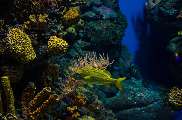 Underwater world of the Caribbean - 写真・画像