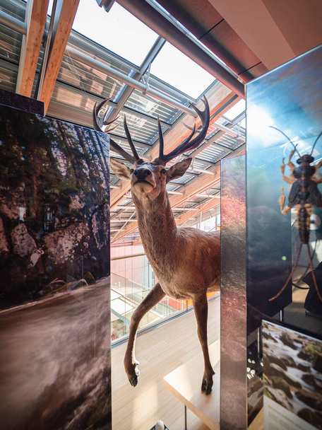 トレント、イタリアの科学博物館でぬいぐるみ鹿. - 写真・画像