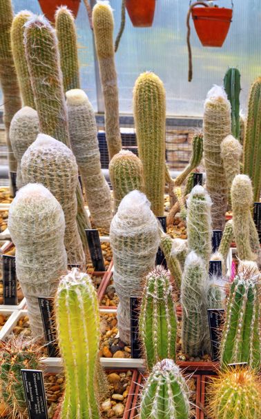 Bella vista con varietà di piante di cactus in vasi ed etichette con i loro nomi
 - Foto, immagini