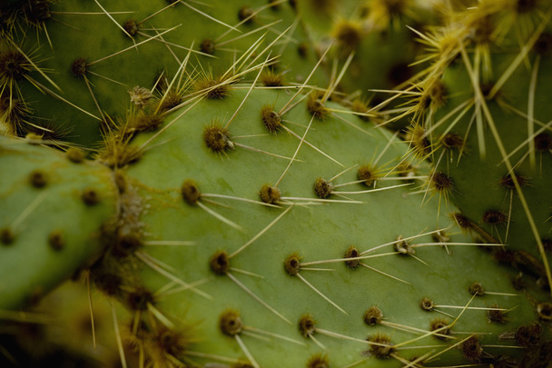 Close-Up Cactus - Zdjęcie, obraz