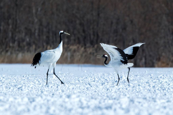 Χορός κόκκινο στέφεται γερανοί (grus Γιαπωνέζων) με ανοιχτές πτέρυγες σε χιονισμένο Λιβάδι, τελετουργικό χορό ζευγαρώματος, χειμώνα, Χοκάιντο, Ιαπωνία, Ιαπωνικό γερανός, όμορφα λευκά και μαύρα πουλιά, κομψό, άγρια ζωή - Φωτογραφία, εικόνα