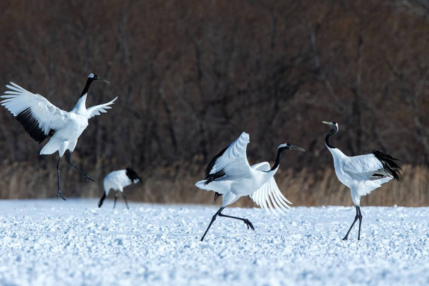 Grues couronnées rouges dansantes (grus japonensis) avec ailes ouvertes sur prairie enneigée, rituel de danse d'accouplement, hiver, Hokkaido, Japon, grue japonaise, beaux oiseaux blancs et noirs, élégant, faune
 - Photo, image