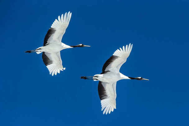 青空、冬、北海道、日本、日本のクレーン、美しい神秘的な国家白と黒の鳥、エレガントな動物に対して伸ばされた翼を持つ飛行中の赤いクレーン(グルスジャポネンシス) - 写真・画像