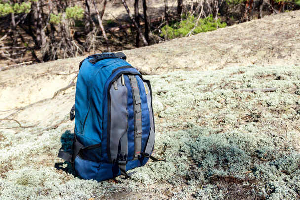 Tourist backpack on the glade in pine forest - Fotoğraf, Görsel