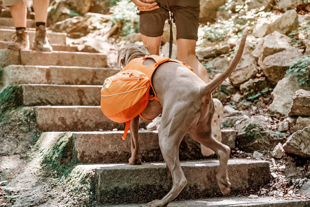 Un cane con il proprio zaino e borsa viaggia con il suo proprietario su sentieri di montagna in un parco naturale
 - Foto, immagini
