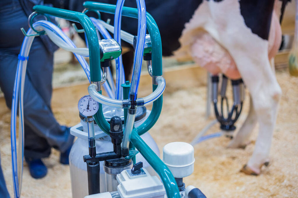 Автоматизоване доїльне обладнання на молочній фермі
 - Фото, зображення