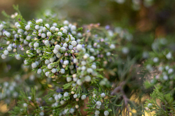 Green juniper bush with berries close-up 1 - Photo, Image