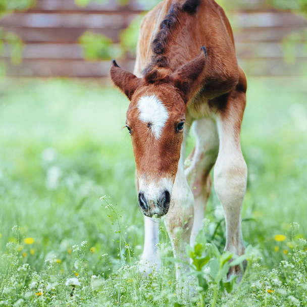 小さな新生児の胎児が背の高い草の牧草地で最初の一歩を踏み出します. - 写真・画像