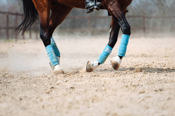 馬の足を閉じてください。馬の蹄の下からの塵 - 写真・画像