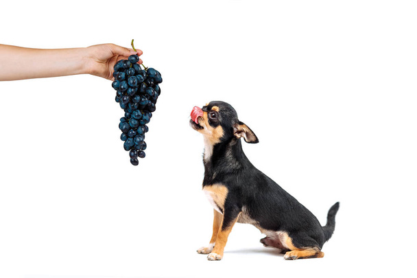 Un piccolo cane della razza Chihuahua guarda le uve e lecca. cucciolo nero isolato su sfondo bianco
 - Foto, immagini