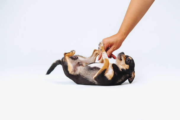 A little dog is lying on his back in front of a man. The dog is swinging. A man strokes a puppy when he expresses submission. Training a puppy somersaults, stunt training - Photo, image