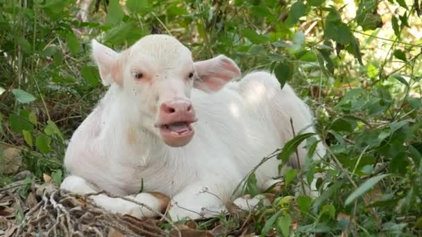 Water buffel albino rust in het groen. Kleine grappige unieke en speciale albino baby stier grazen in het groen in Thailand. Landbouw concept, traditionele veeteelt in Azië. - Video