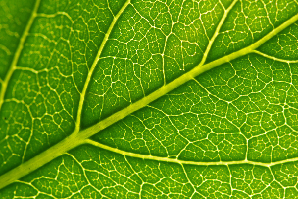 Leaf background - Valokuva, kuva