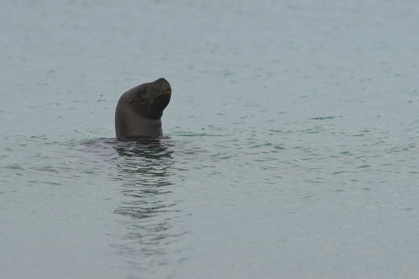 Southern Sea Lion (Otaria flavescens) on the hunt for penguins off the coast of Bleaker Island in the Falkland Islands. - Photo, Image
