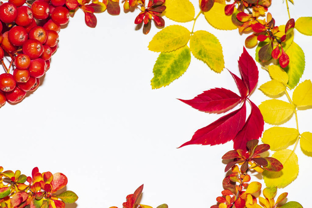 Herfst bladeren op een witte achtergrond. Herfst achtergrond. Bladeren van verschillende kleuren. - Foto, afbeelding